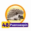 Puercoespin